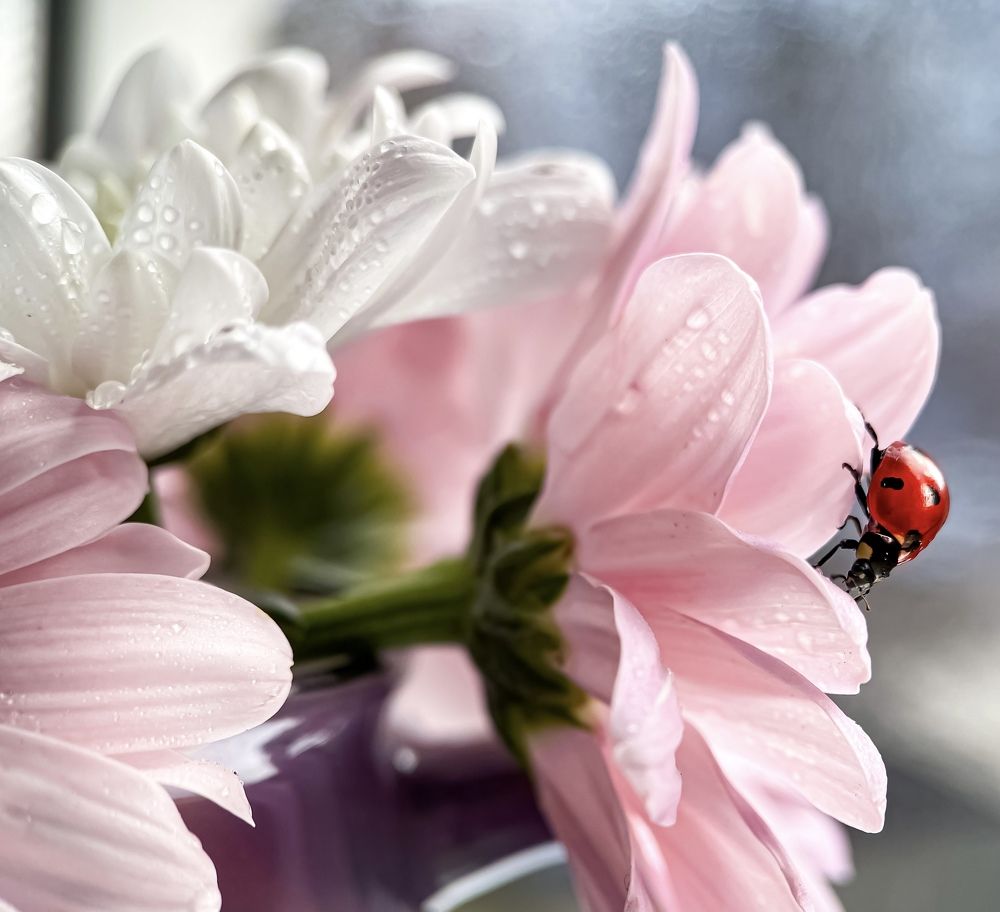 Photograph by Татьяна Висна