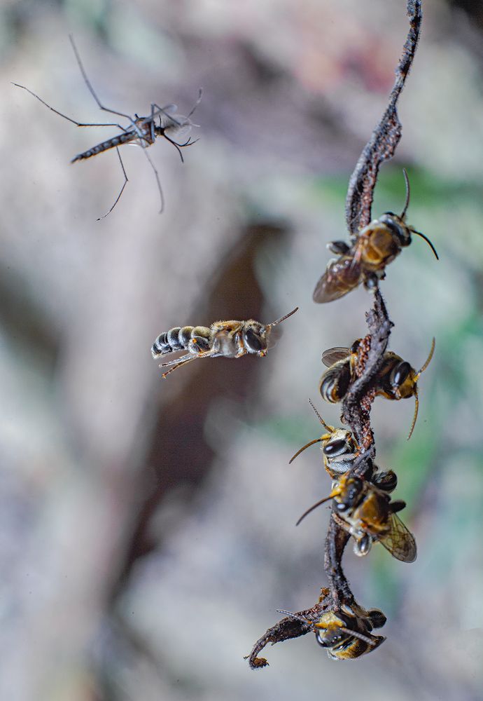Фотография автора Sasindu Pramuditha