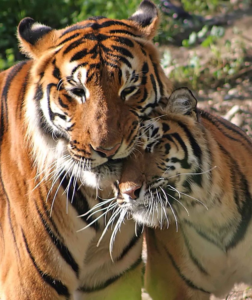 Un Amour de Félins !