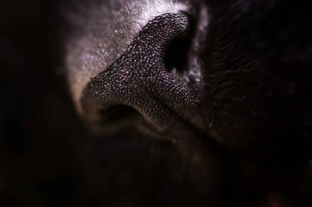 Photograph by Olga Asson