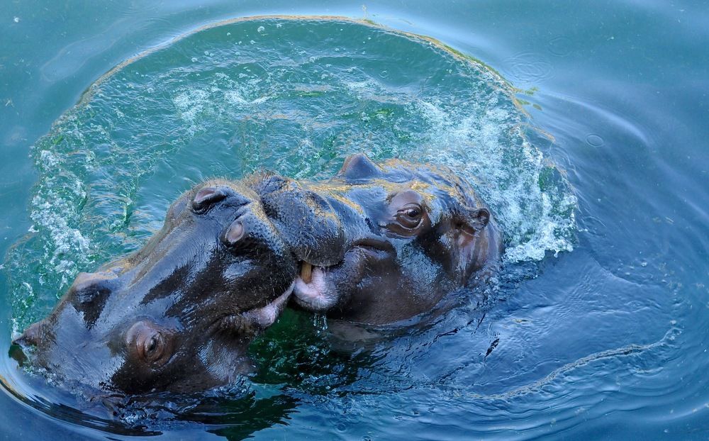 Sous un arche d' Amour!!