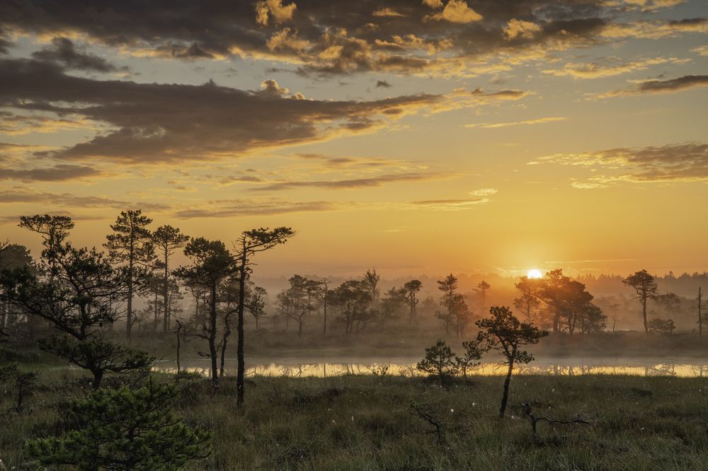 With their own in the bog