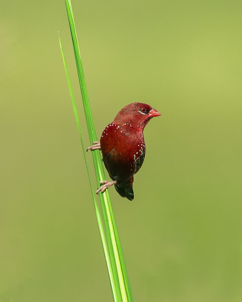 Photograph by HariKrishnan