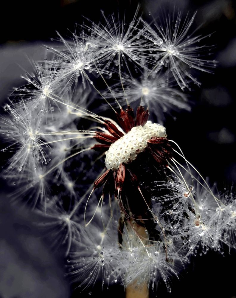 Photograph by Инна Макарчук