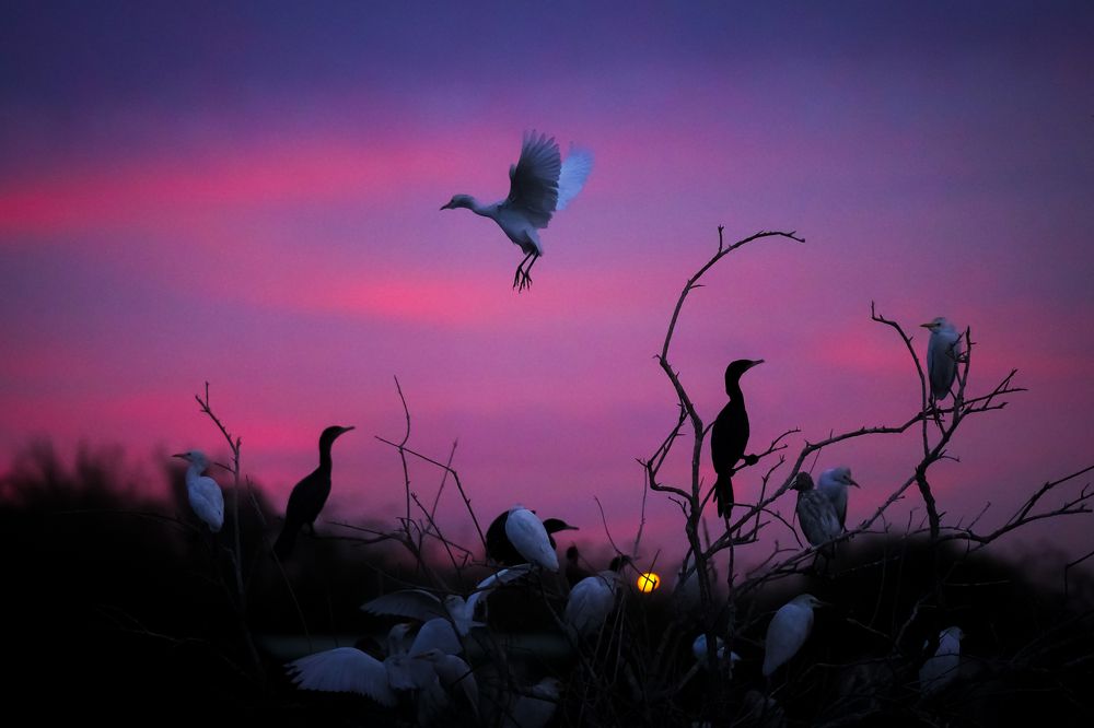 Flying in the nature