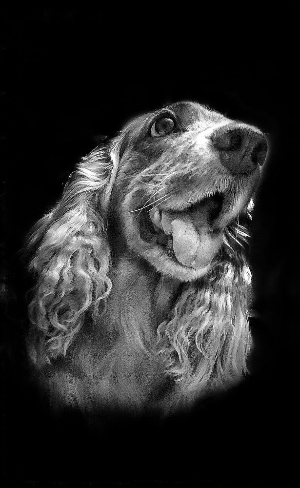 Лучший друг