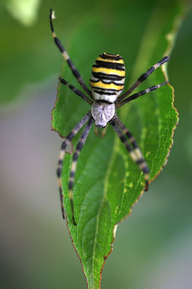 in love with your garden