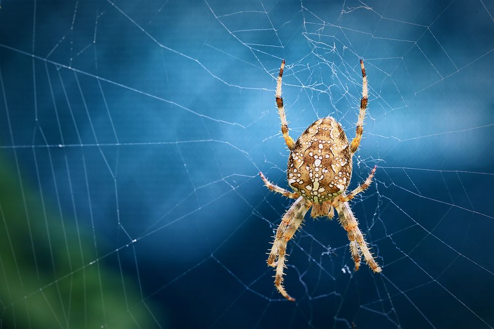 Waiting for breakfast