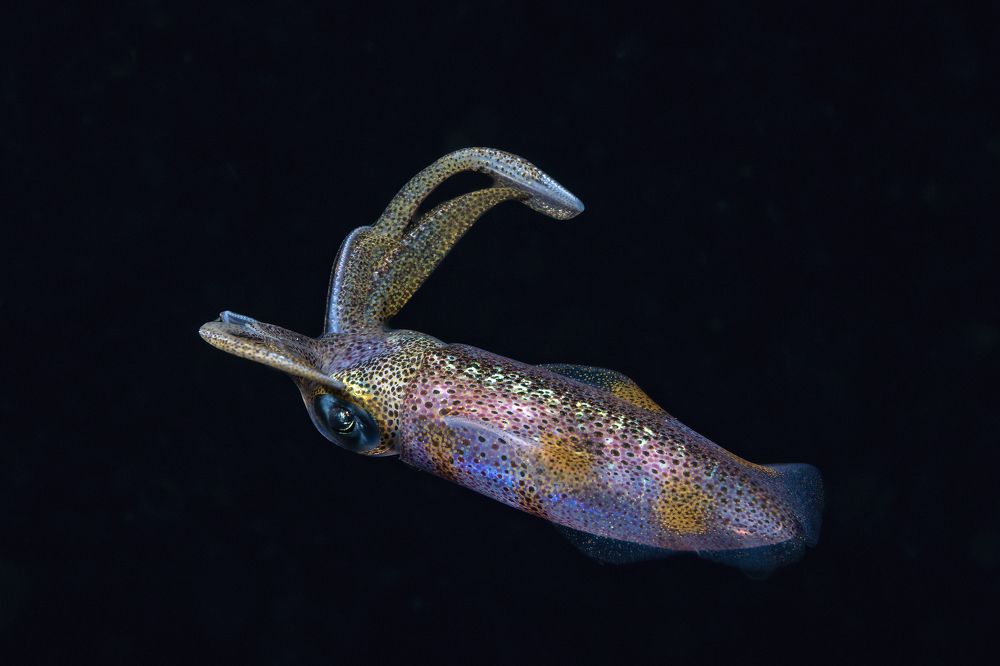 Photograph by Алексей Магай