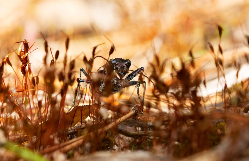 Тигр в саванне