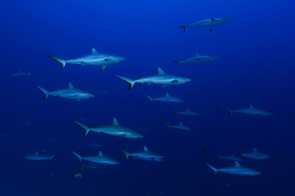 Photograph by daniele comin