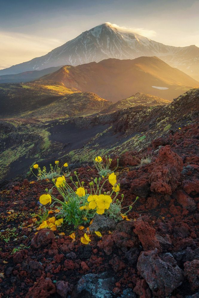 Маки на шлаке.