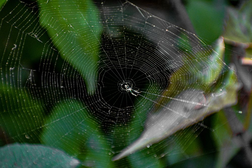 Фотография автора ANKIT GHOSH