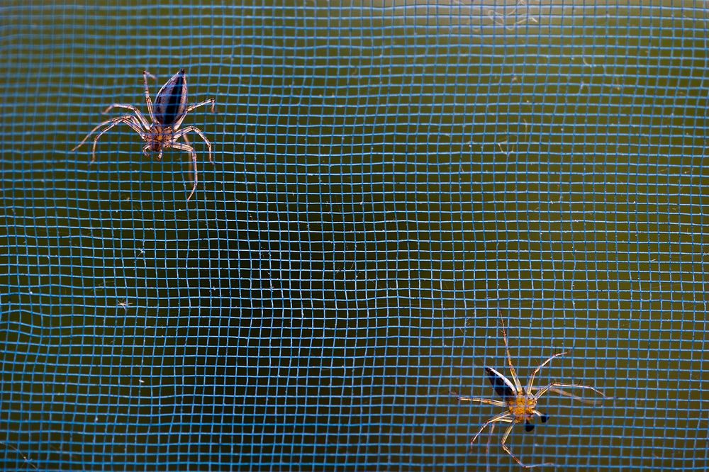 Photograph by SRIMANTA RAY