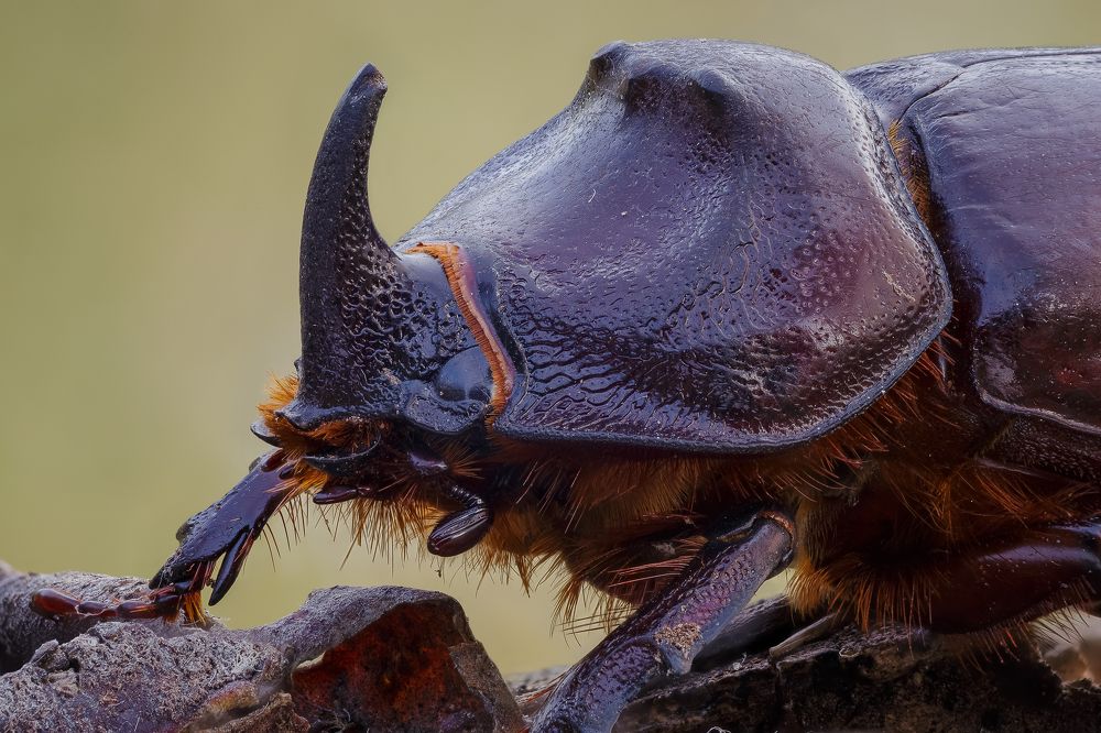 Жук-носорог