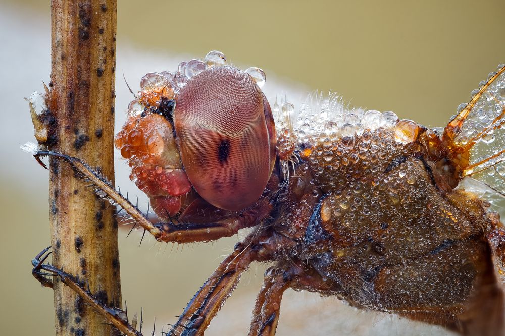 Время росы-2