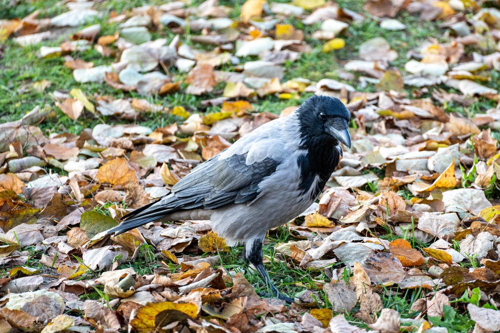 Просто ворона