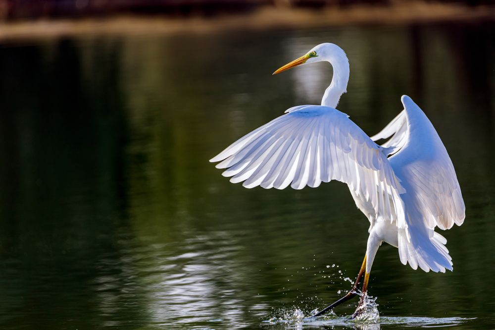 Getting Ready to Attack...