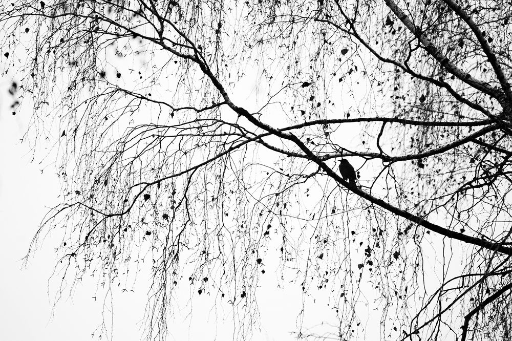 A bird's life in winter