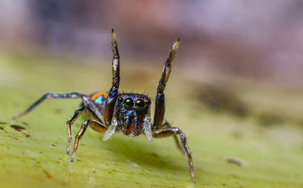 Photograph by Sasindu Pramuditha