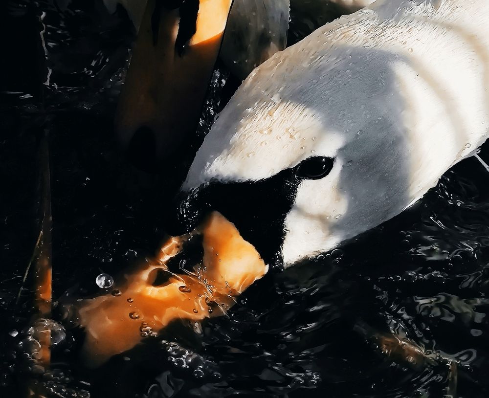 Photograph by Инна Макарчук