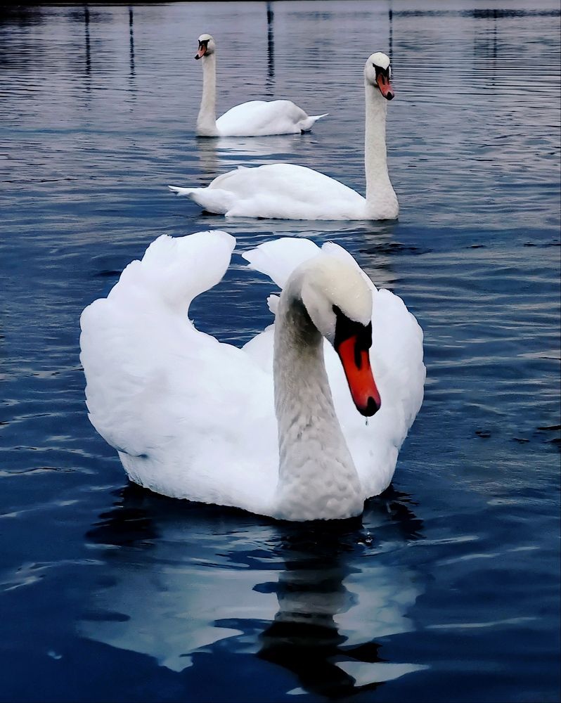 Photograph by Инна Макарчук