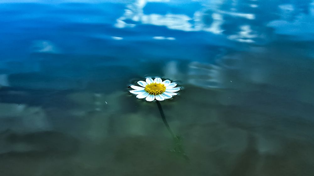 Floating Chamomile