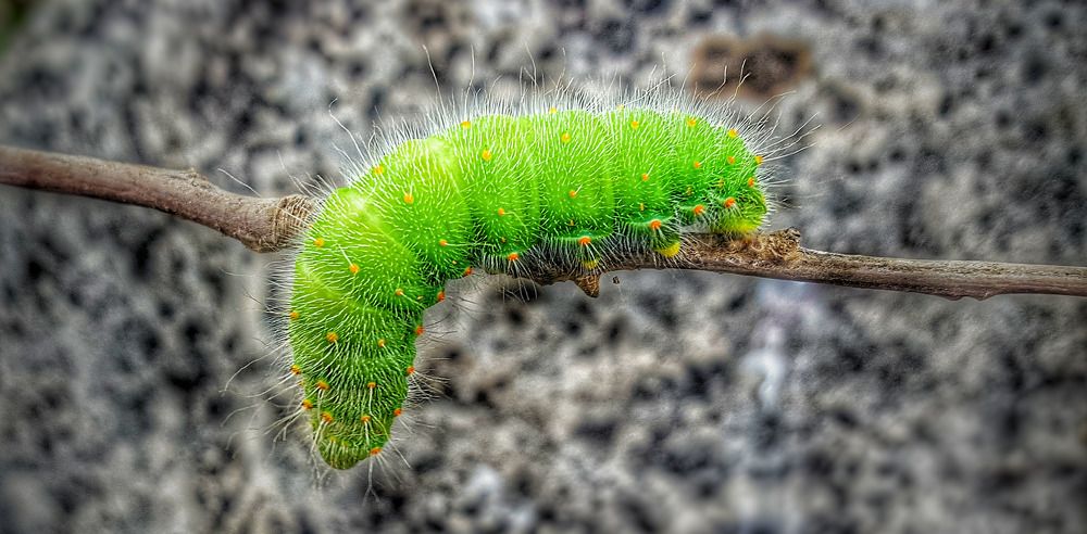 Caterpillar