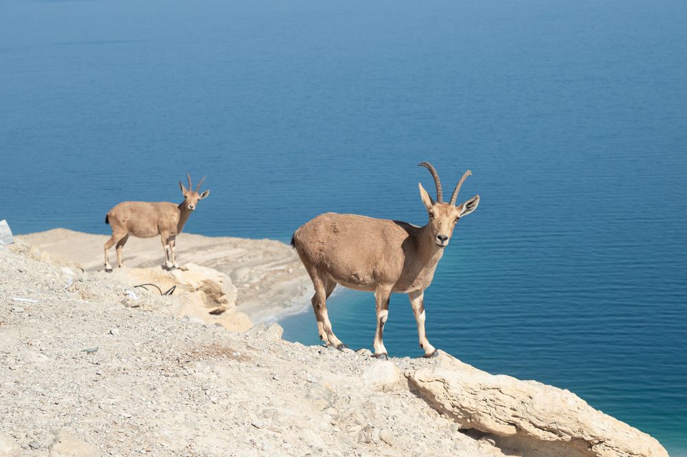 mountain goats dead sea