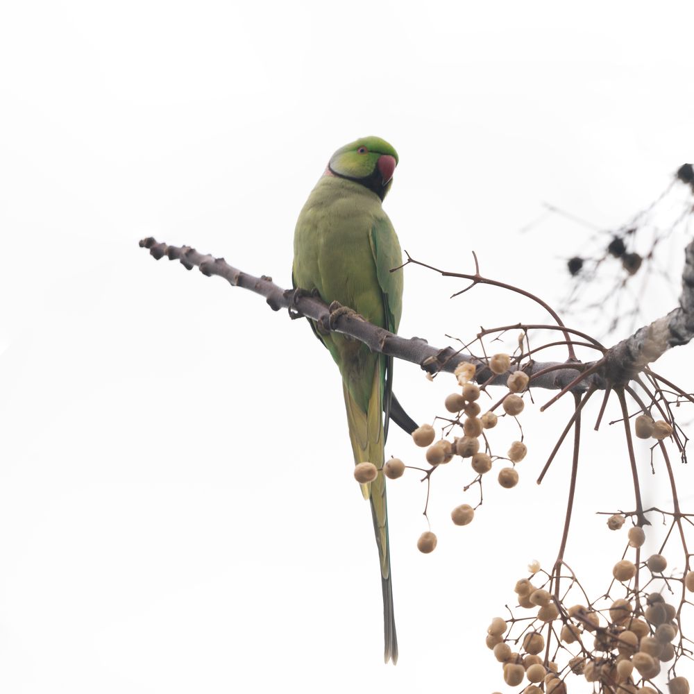 Psittacula krameri in Israel