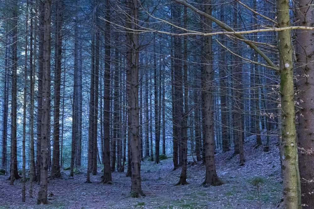 Фотография автора Ирина Зайцева