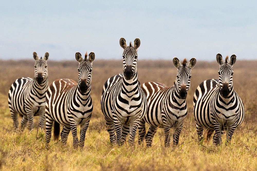 Photograph by Ali Khataw