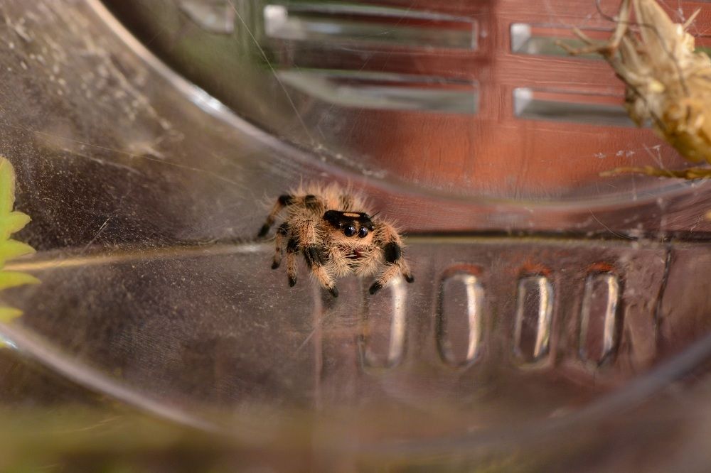 Royal jumping spider in a small terrarium. Phidippus regius macro.