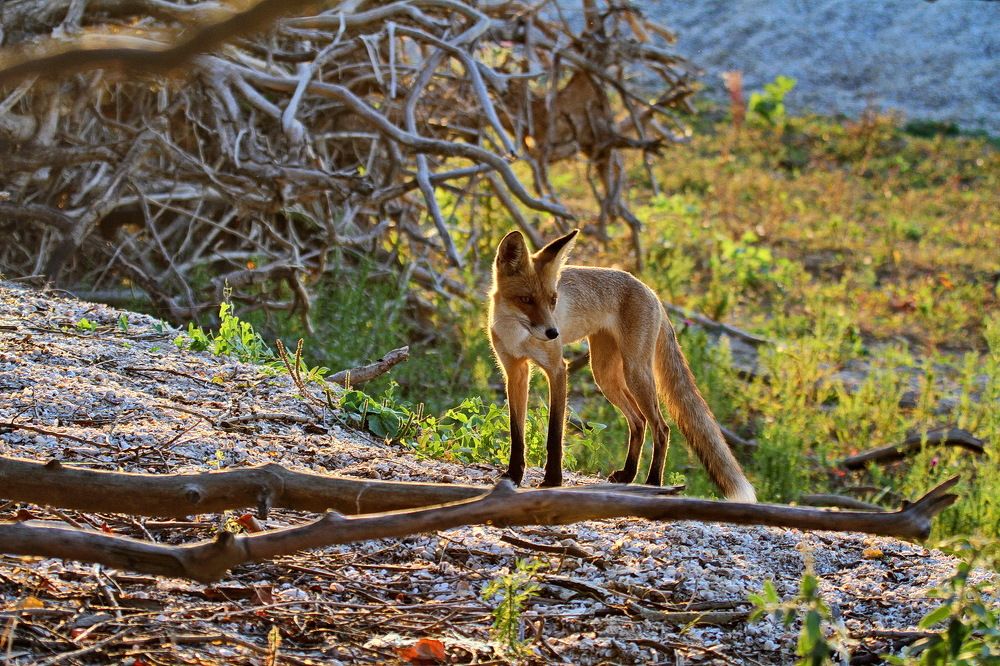 Фотография автора Александр Челмодеев