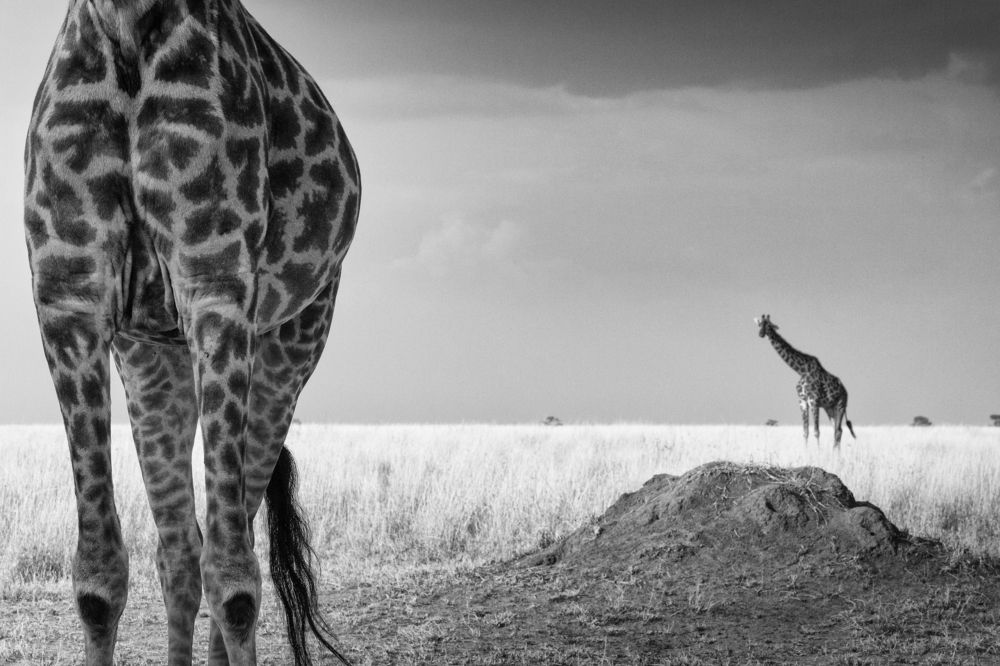 Photograph by Ali Khataw