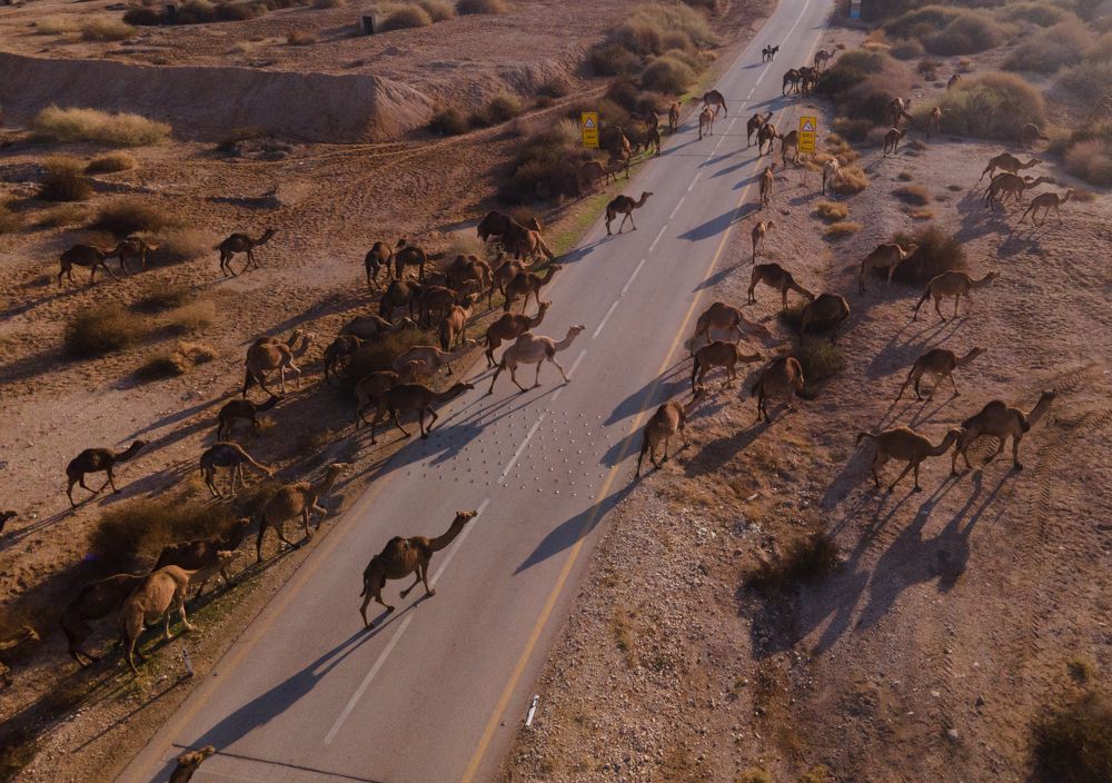 dead sea camels