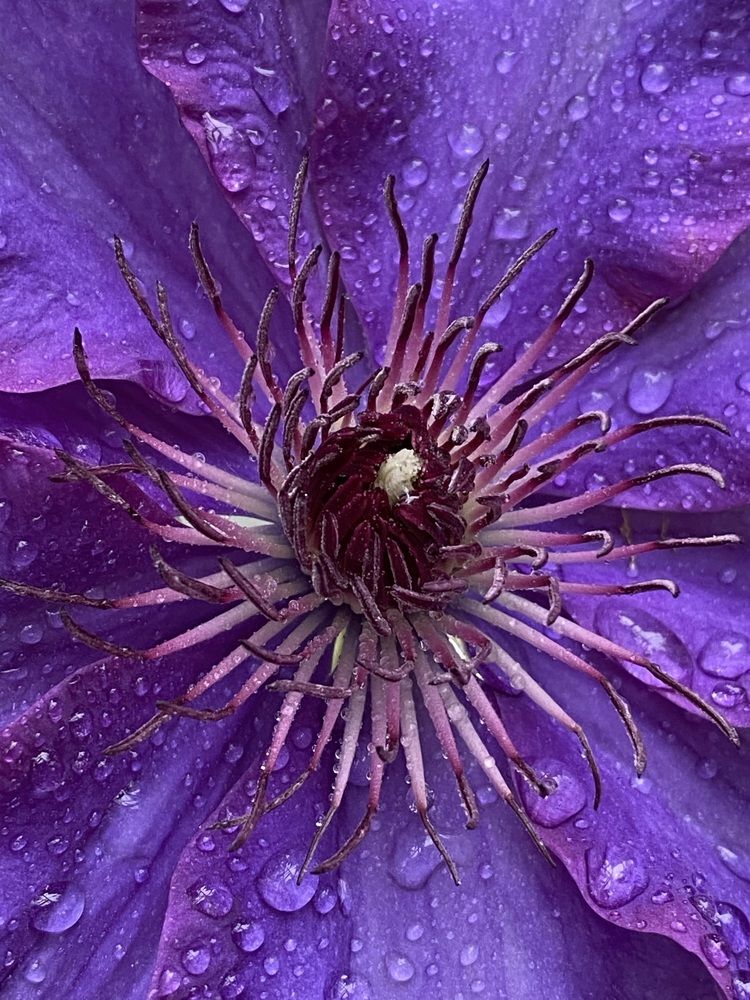 Клематис фиолетовый.