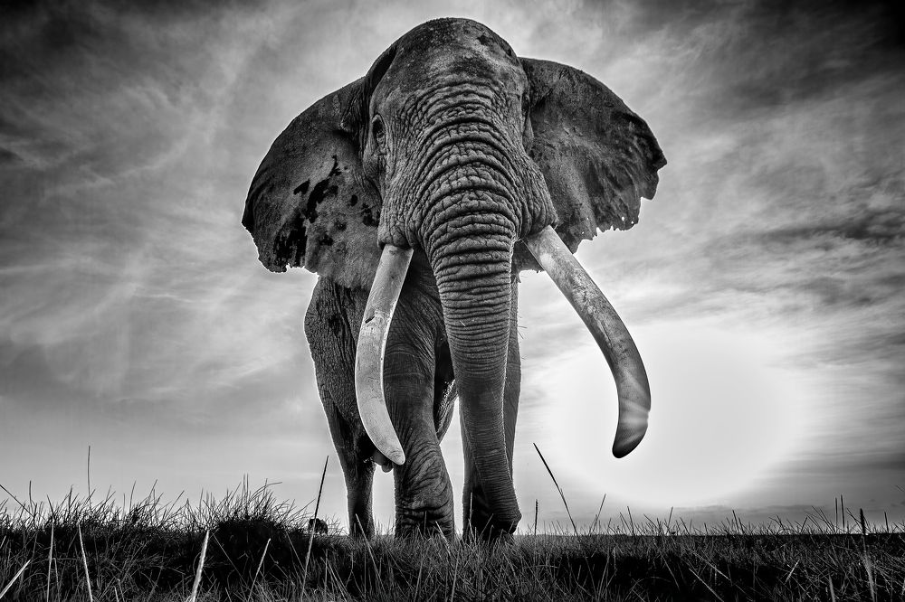 Elephants of Amboseli, Kenya