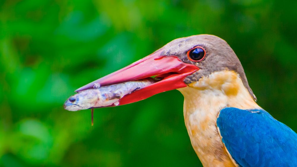 The Tyrannical  King