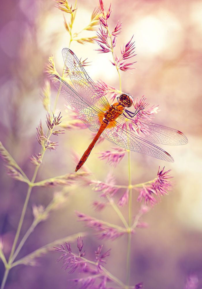 Japanese dragonfly
