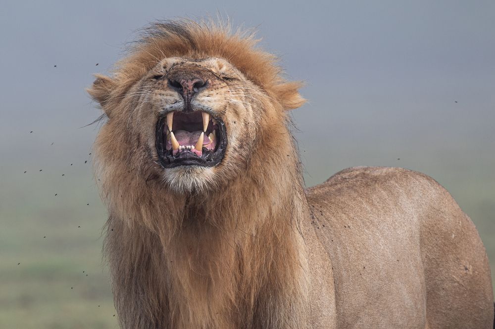 Wild Cats of Tanzania