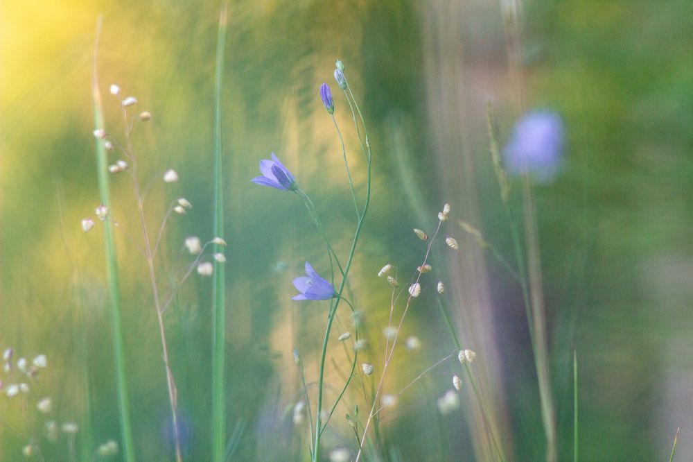 Campanula Bellflower