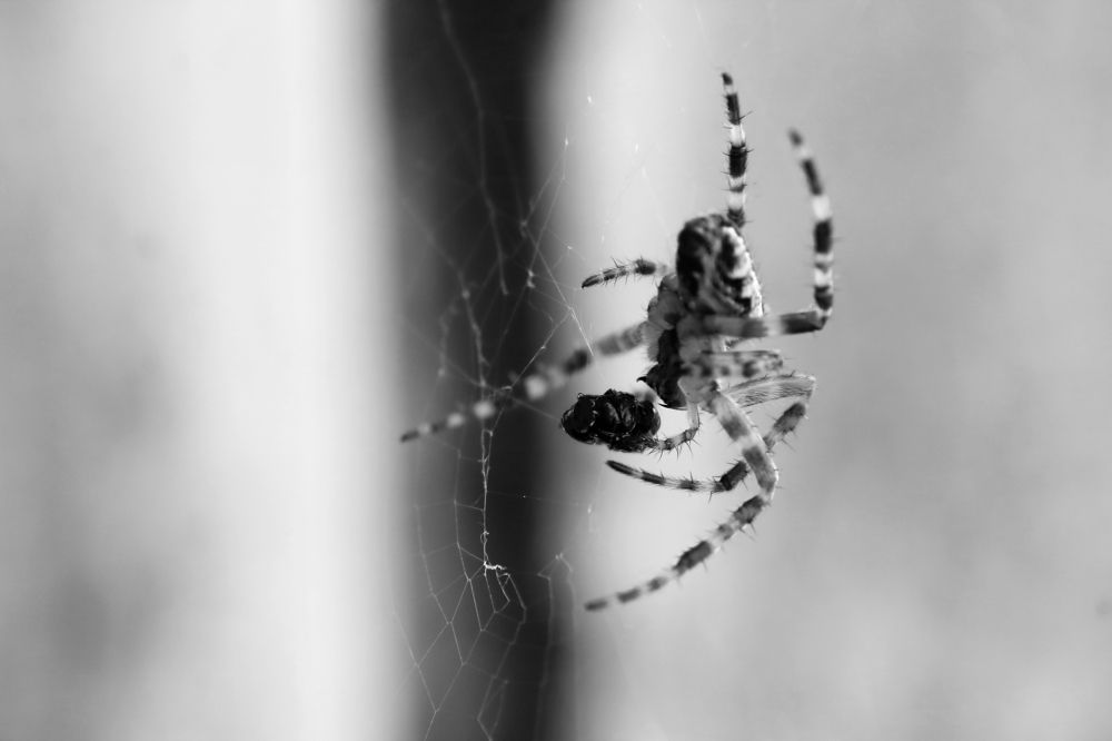 Photograph by VLADISLAVS MIKUSA