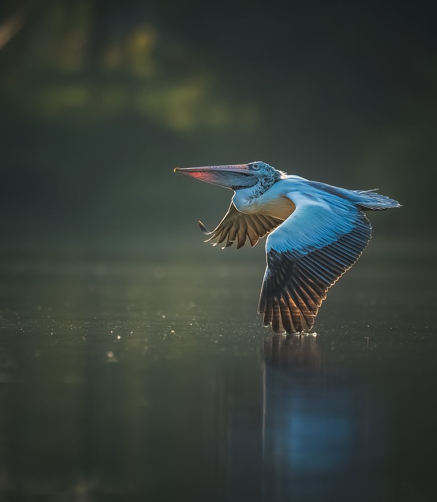 Photograph by Rakesh Baro