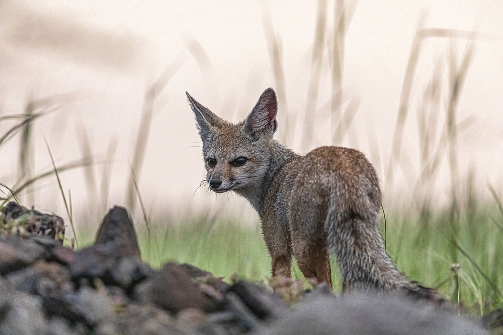 Фотография автора Ashok Behera