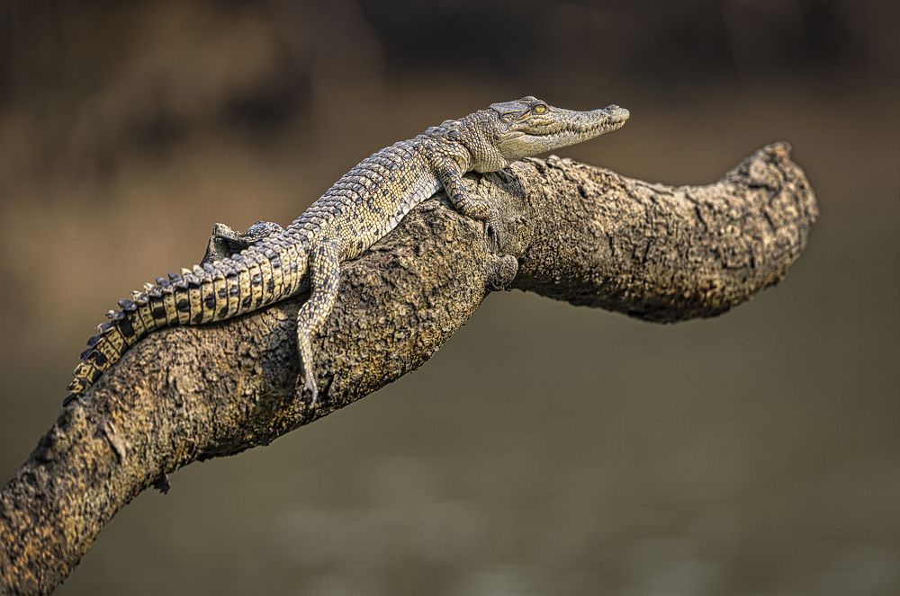 Фотография автора Ashok Behera