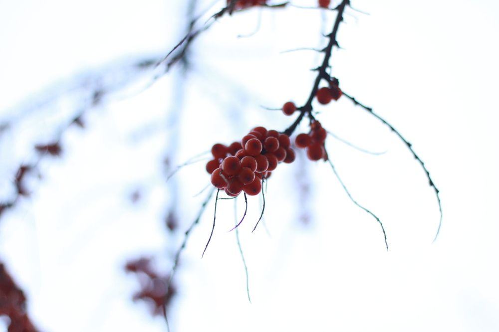 Фотография автора Егор Пешков