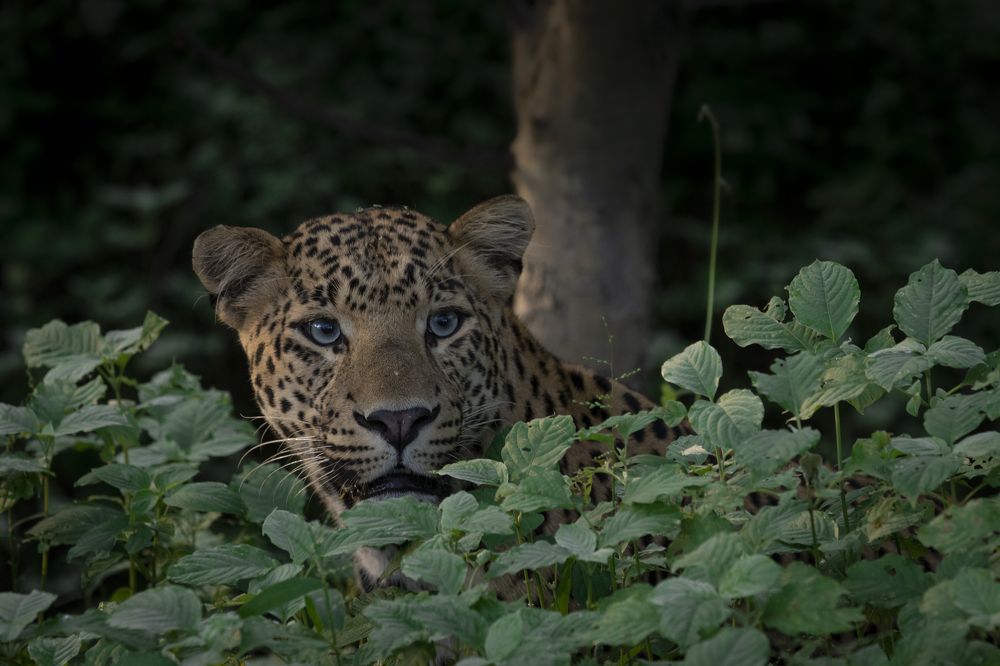 Фотография автора Ashok Behera