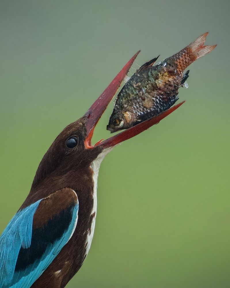 CIRCLE OF LIFE AND DEATH