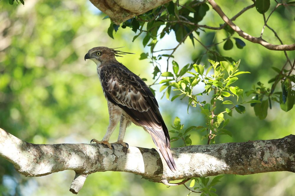 Фотография автора Randunu Jayasinghe